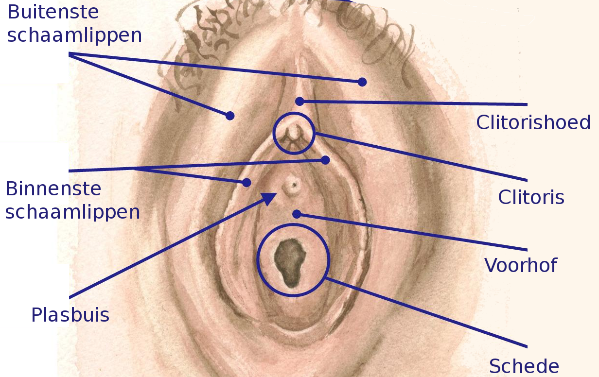 De vagina
